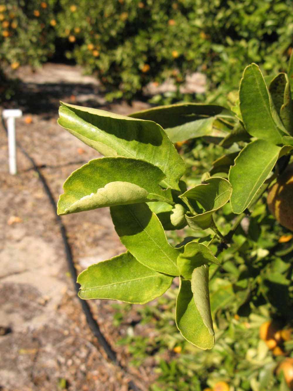            Sun leaves (Winter Haven, FL)   